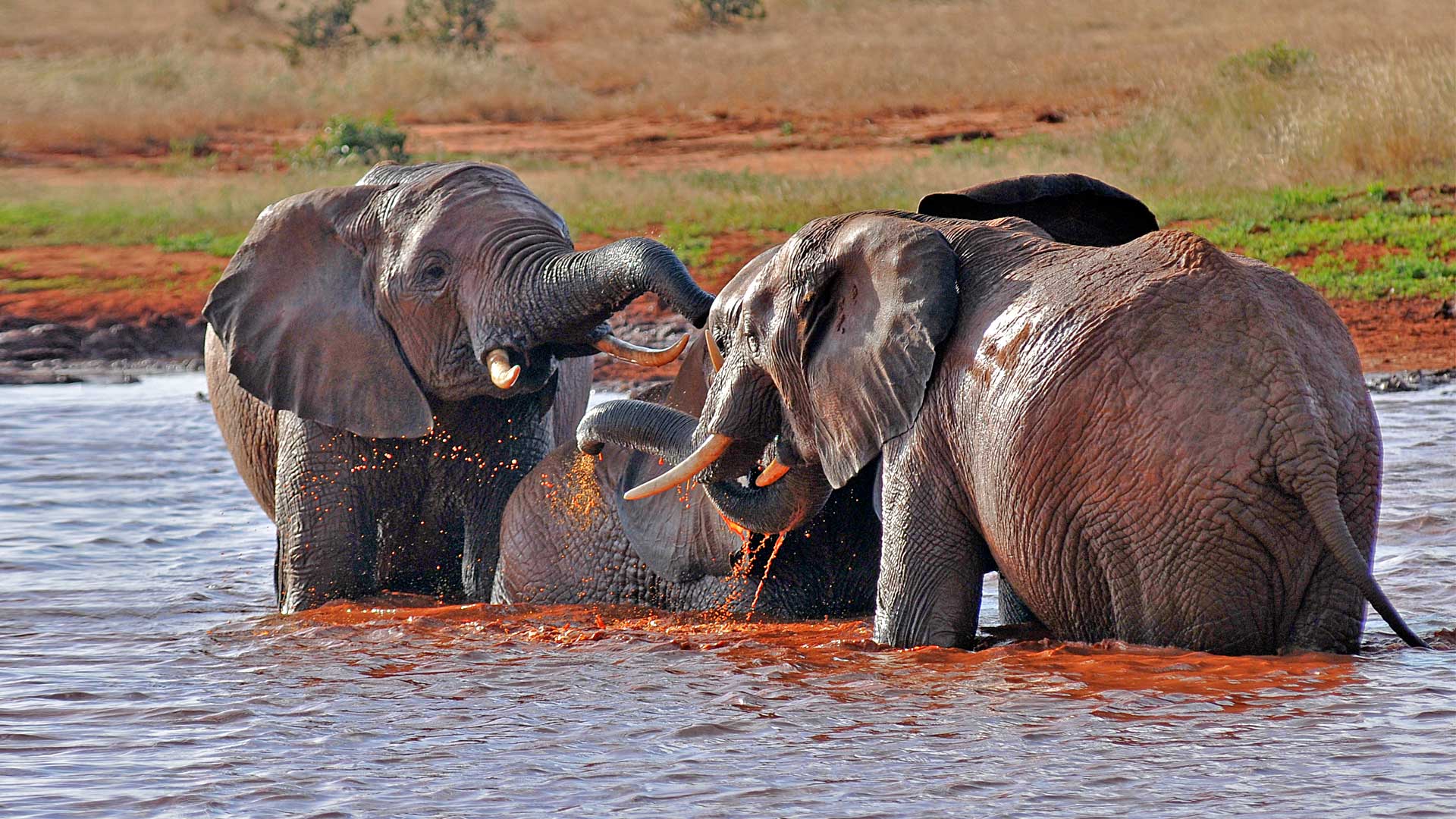 Elephants at the Satao waterhole, Tsavo East